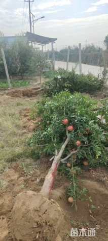 高度100厘米果石榴