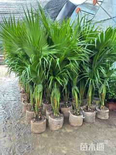 裸干高60厘米蒲葵