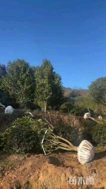 高度150厘米茶花