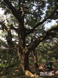 40公分荔枝树