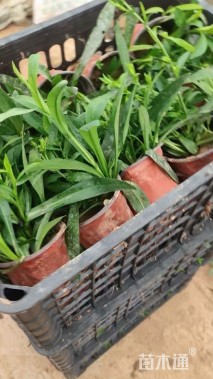 高度20厘米紫菀