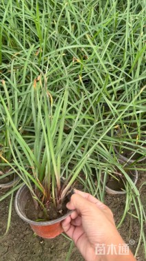 高度20厘米韭兰