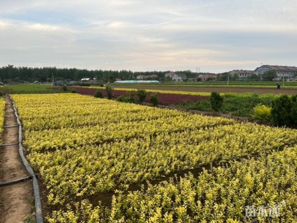 高度40厘米小叶女贞