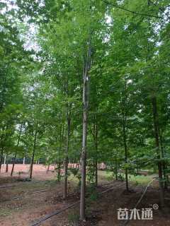 15公分美国红枫