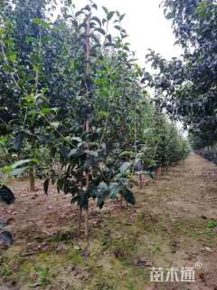 高度200厘米木绣球