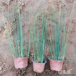 高度40厘米灯心草