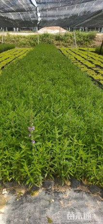 高度25厘米千屈菜