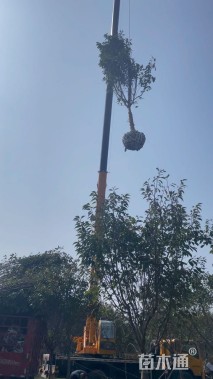 20公分樱花