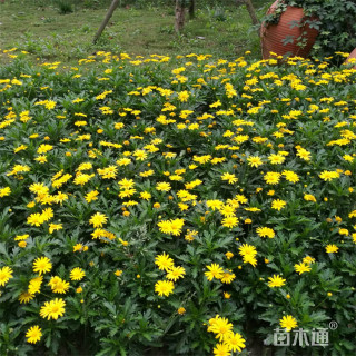 高度40厘米黄金菊