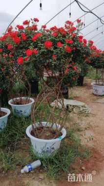 高度80厘米月季