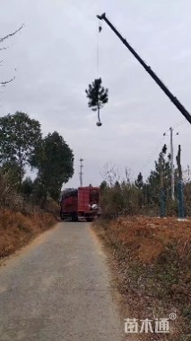 10公分湿地松