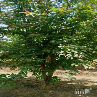 9公分绚丽海棠