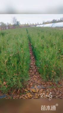 高度60厘米侧柏