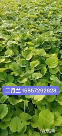 高度10厘米二月兰