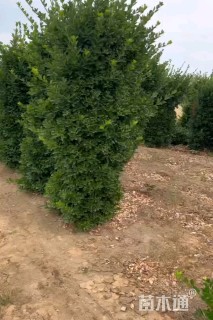 高度180厘米大叶黄杨柱