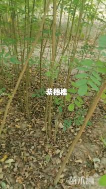 高度60厘米紫穗槐