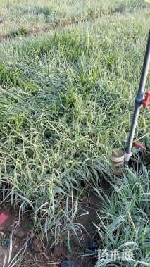 高度30厘米玉带草