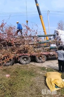 22公分美国红枫