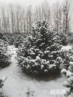 高度150厘米美国蓝杉