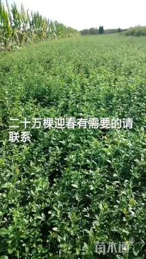 高度50厘米迎春花