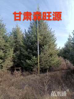 高度400厘米云杉