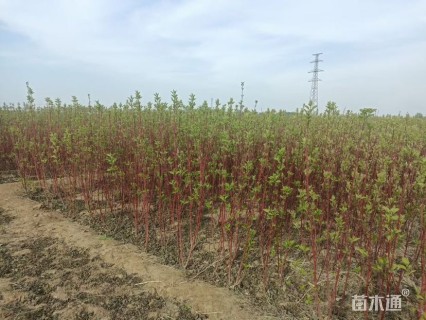 高度120厘米红瑞木