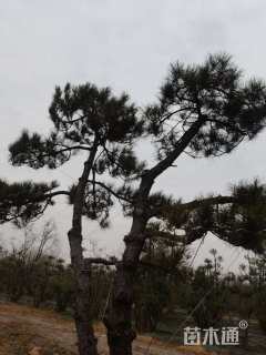 高度500厘米黑松