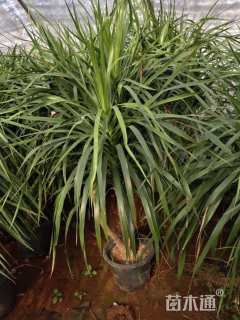 高度120厘米龙血树