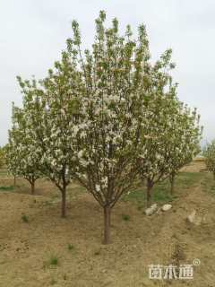 11公分八棱海棠