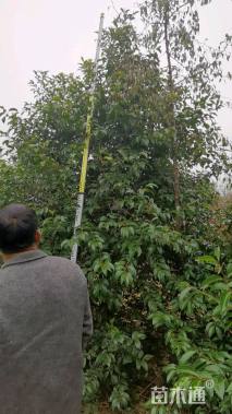 高度300厘米丛生大叶女贞