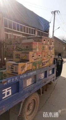 高度150厘米细叶芒