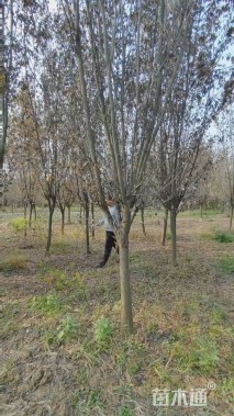 10公分紫叶李