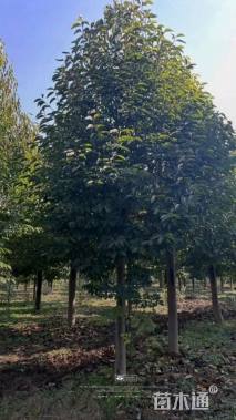 16公分二乔玉兰