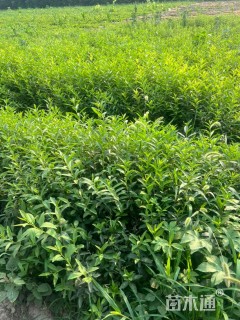 高度50厘米连翘