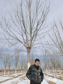 14公分速生白蜡