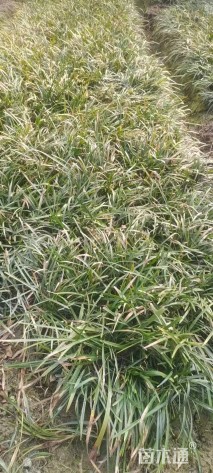 高度15厘米兰花三七草