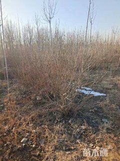 高度260厘米丁香