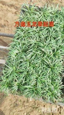 高度8厘米玉龙草