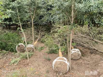 10公分弗吉尼亚栎