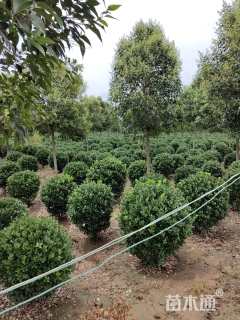 冠幅150厘米大叶黄杨球