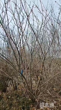 高度350厘米丛生蜡梅