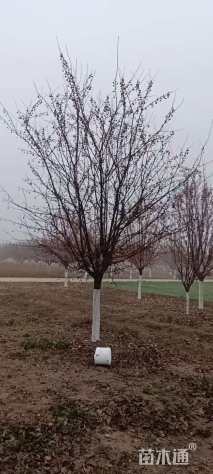 10公分丰盛海棠