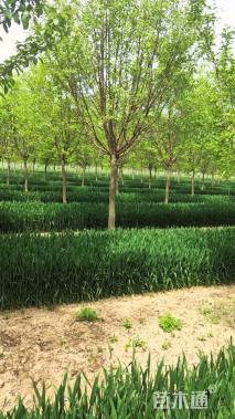 10公分流苏树