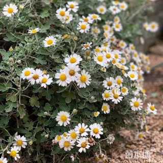 高度10厘米足褶野路菊