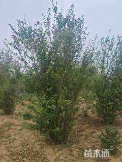 高度200厘米丛生木槿