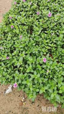 高度30厘米长春花