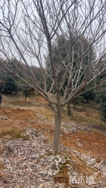 15公分日本晚樱