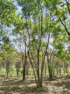 30公分(6杆)丛生栾树