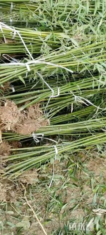 2公分青竹复叶槭