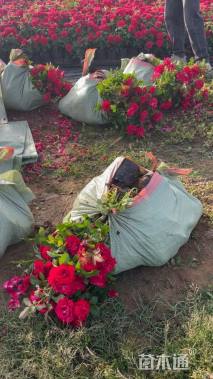 高度30厘米欧洲月季